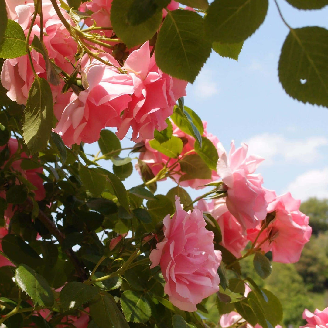 Bantra Bay - Belle Epoque