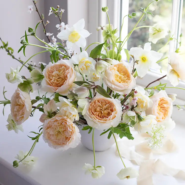 David Austin Beatrice (12 pieces)