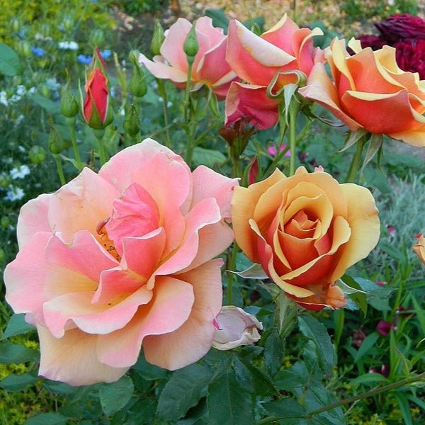 Belle Epoque - Belle Epoque