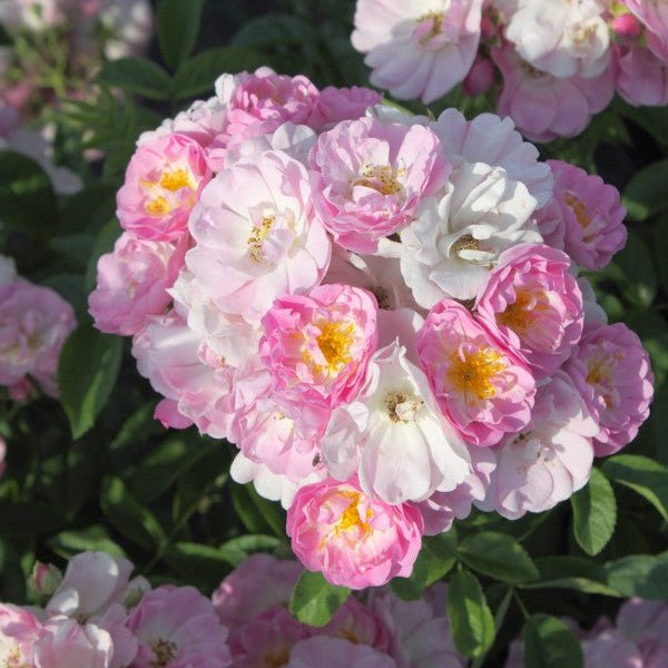 Blush Rambler - Belle Epoque