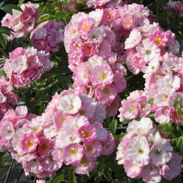 Blush Rambler - Belle Epoque