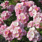 Blush Rambler - Belle Epoque