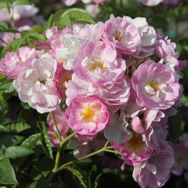 Blush Rambler - Belle Epoque