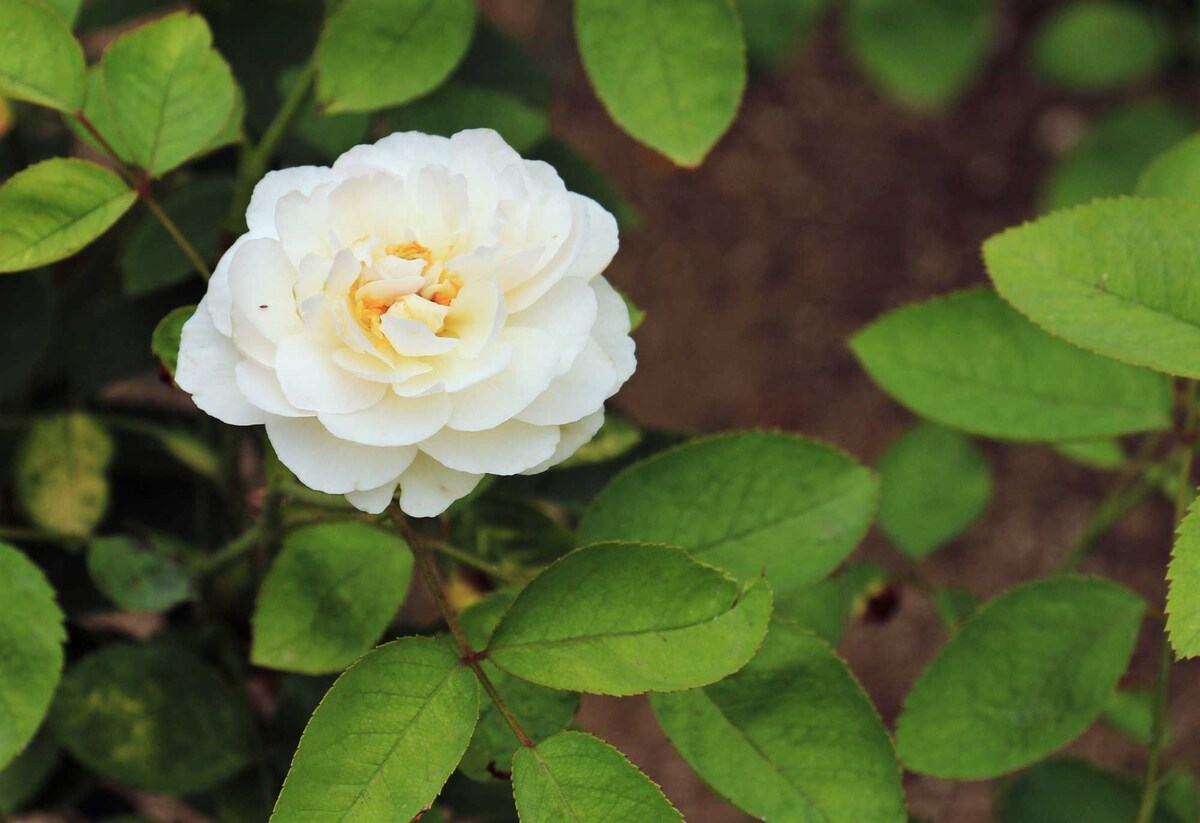 Japanse roos Wit (Camellia)