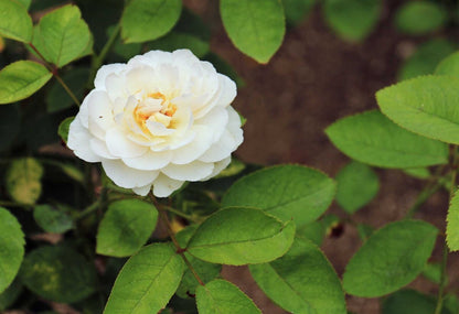 Japanse roos Wit (Camellia)