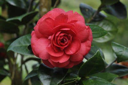 Japanse roos  Rood (Camellia)