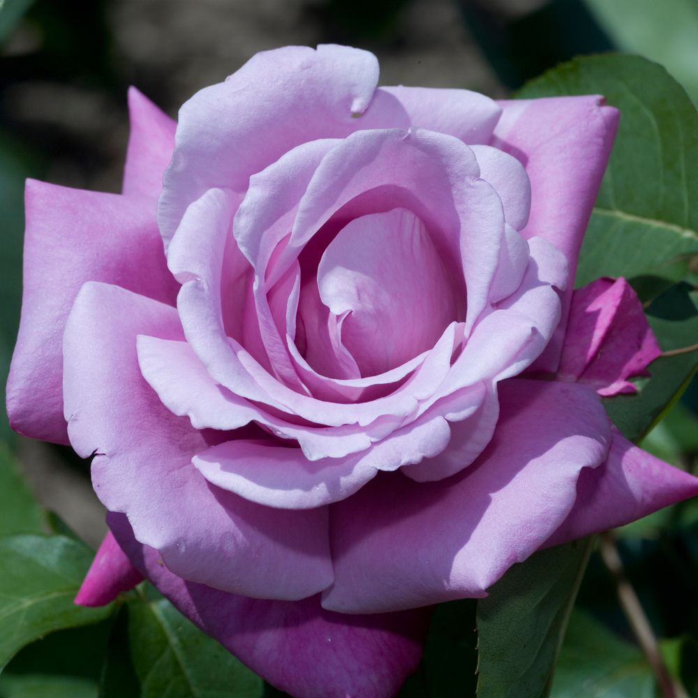 Charles de Gaulle - Belle Epoque