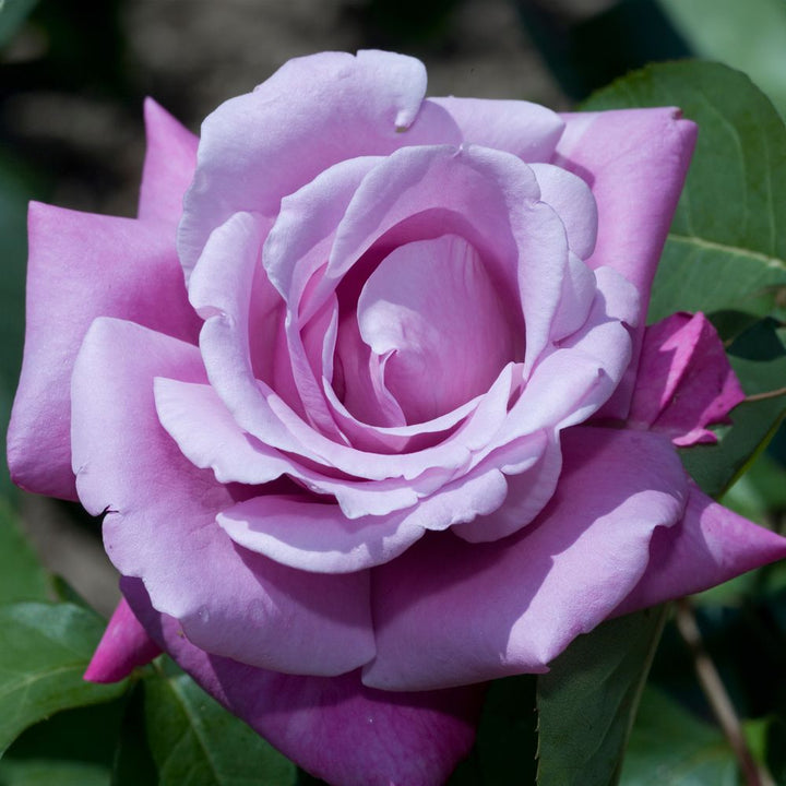 Charles de Gaulle - Belle Epoque