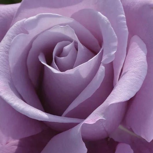 Charles de Gaulle - Belle Epoque