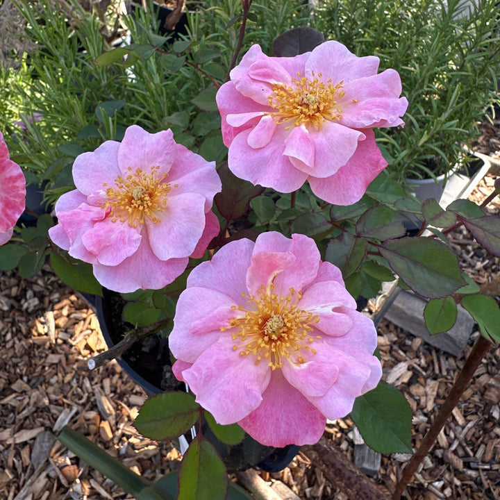 Clair Matin - Belle Epoque