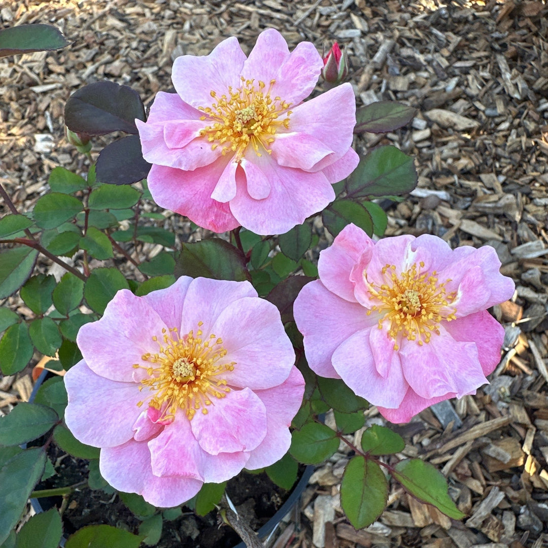 Clair Matin - Belle Epoque