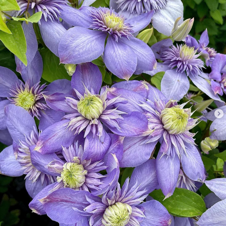 Clematis 'Blue Light' PBR