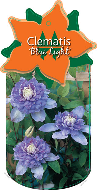 Clematis 'Blue Light' PBR