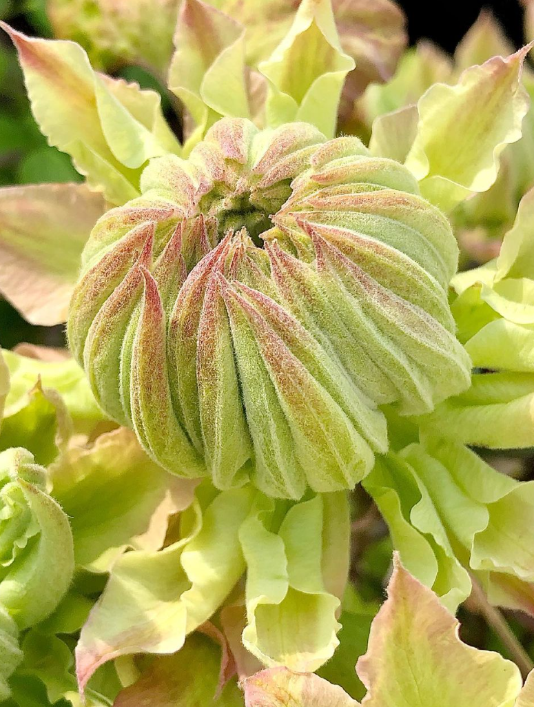 Clematis 'Midori'
