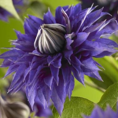 Clematis 'Multi Blue'