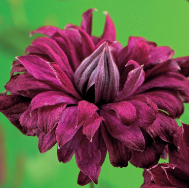 Clematis viticella 'Purpurea Plena Elegans'