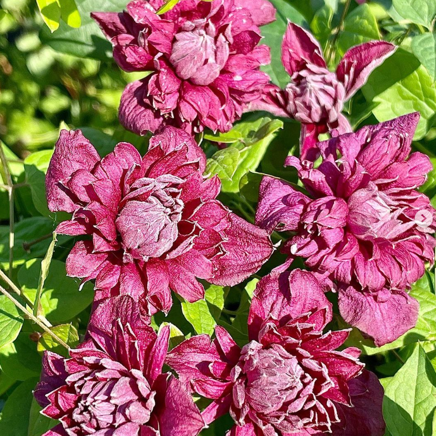 Clematis viticella 'Purpurea Plena Elegans'