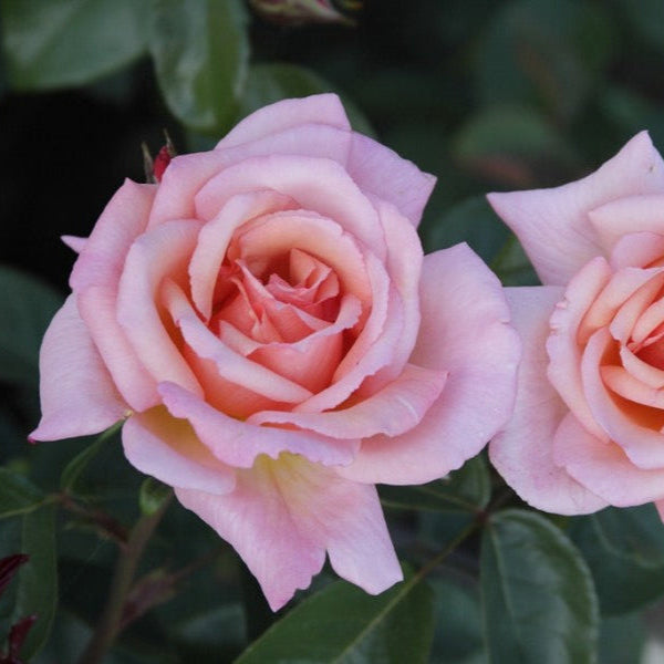 Compassion (XL Klimroos)