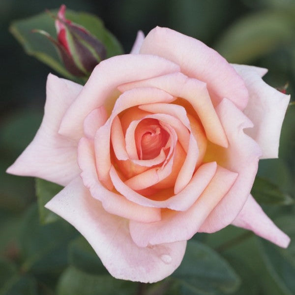 Compassion (XL Klimroos)