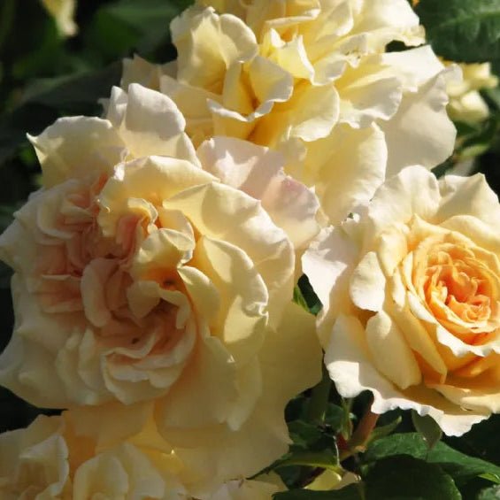 Comtessa - Belle Epoque