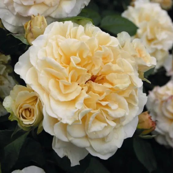 Comtessa - Belle Epoque