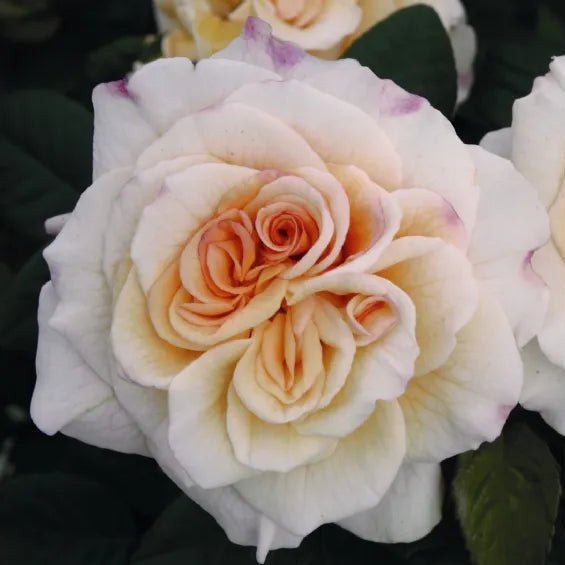 Comtessa - Belle Epoque