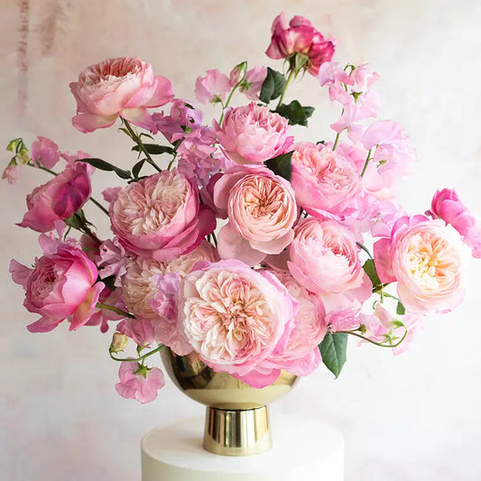 David Austin Constance (12stuks)