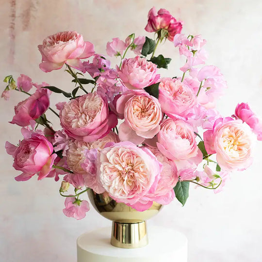 David Austin Constance (12 pièces)