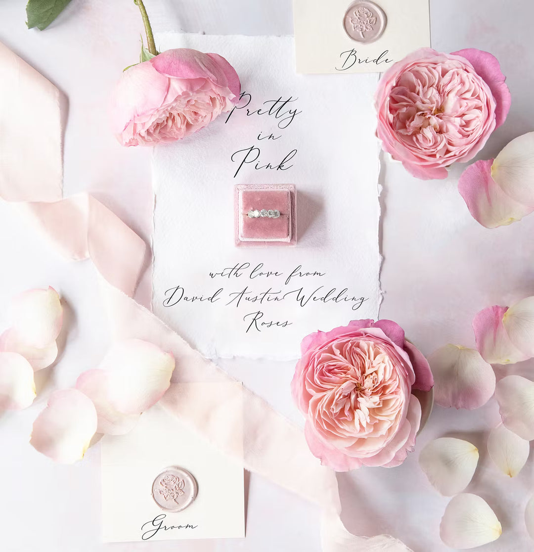 David Austin Constance (12stuks)