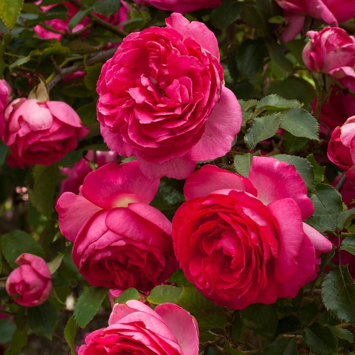 Cyclamen Pierre de Ronsard (XL Klimroos)