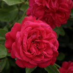 Lady of Heart