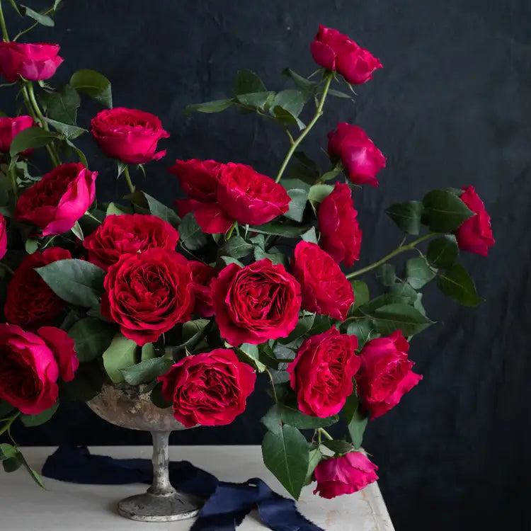 David Austin Darcey (12 pieces)