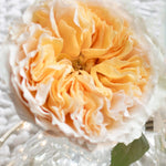 David Austin Beatrice (12 pieces)