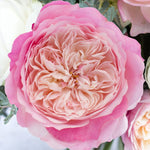 David Austin Constance (12 pieces)