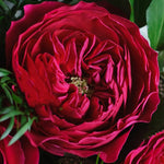 David Austin Darcey (12 pieces)