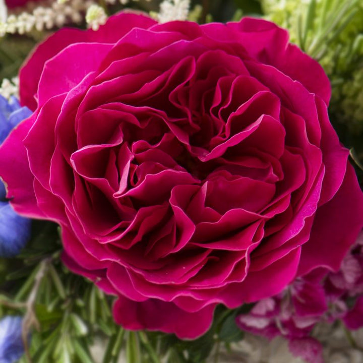 David Austin Kate (12 pieces)