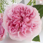 David Austin Miranda (12 pieces)