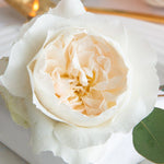 David Austin Purity (12 pieces)
