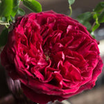 David Austin Tess (12 pieces)