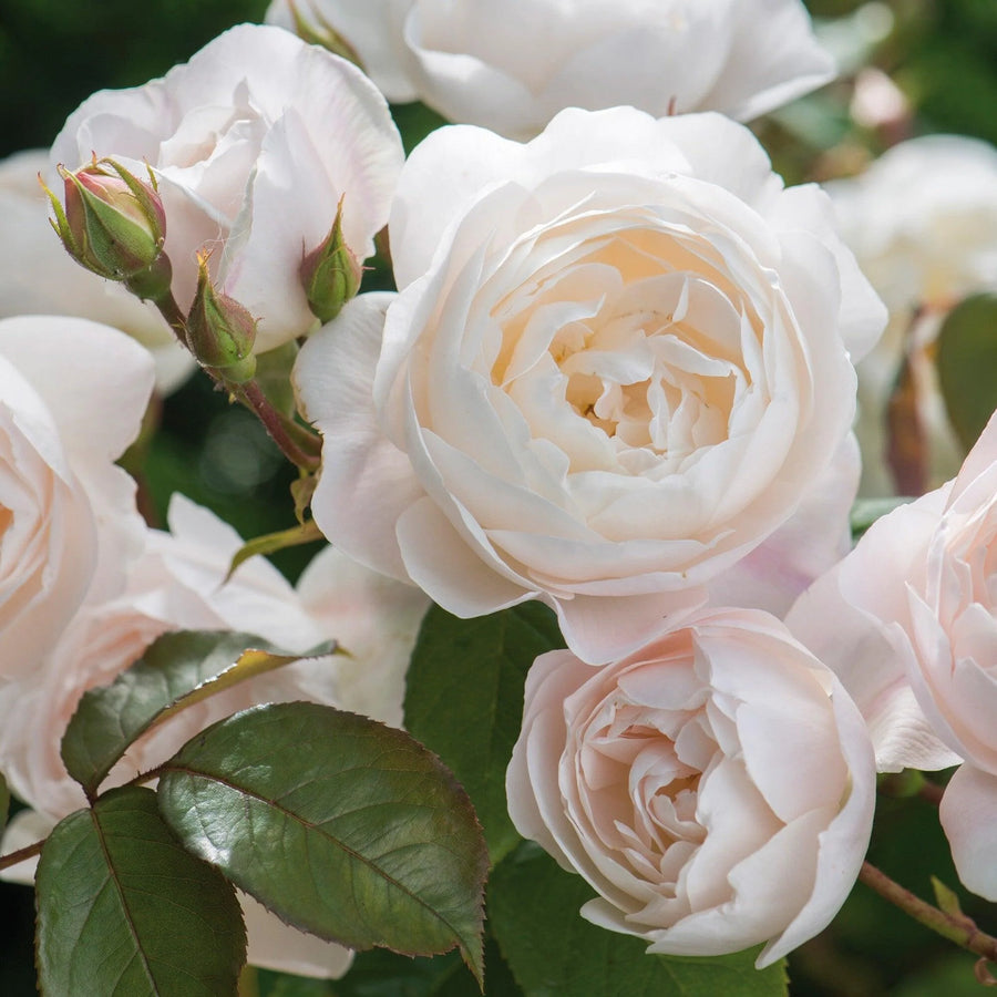 Rosa Desdemona is een geurige Engelse roos van David Austin met lichtroze kelkvormige bloemen en een sterke geur. Exclusief bij Belle Epoque.