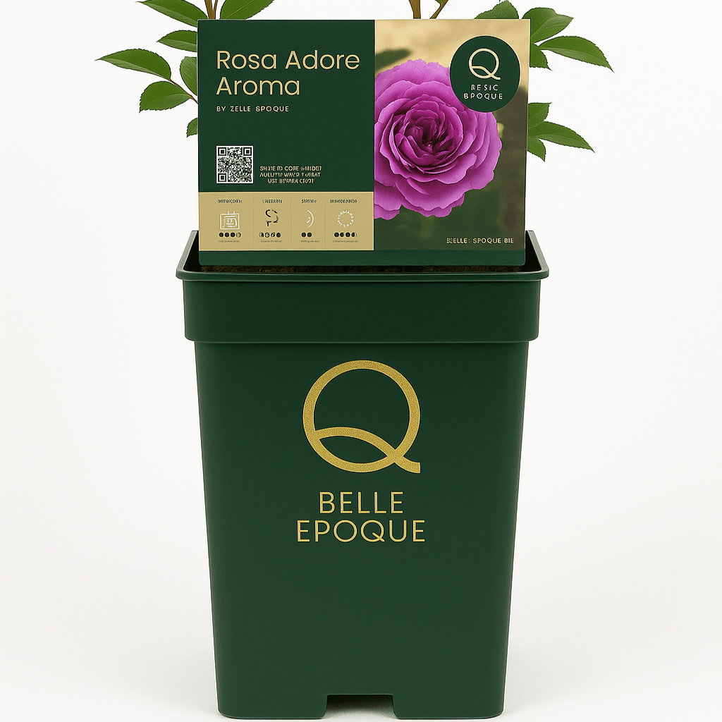 Diva Babylon Eyes - Belle Epoque