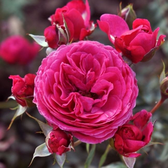 Eetbare roos - Dolce