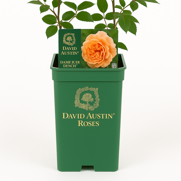 Dame Judi Dench (Ausquaker)