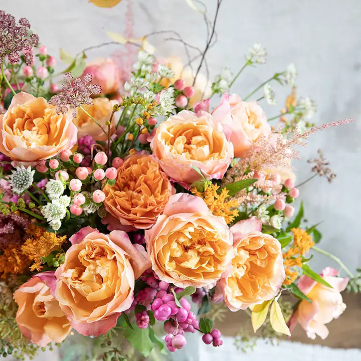 David Austin Edith (12 pieces)