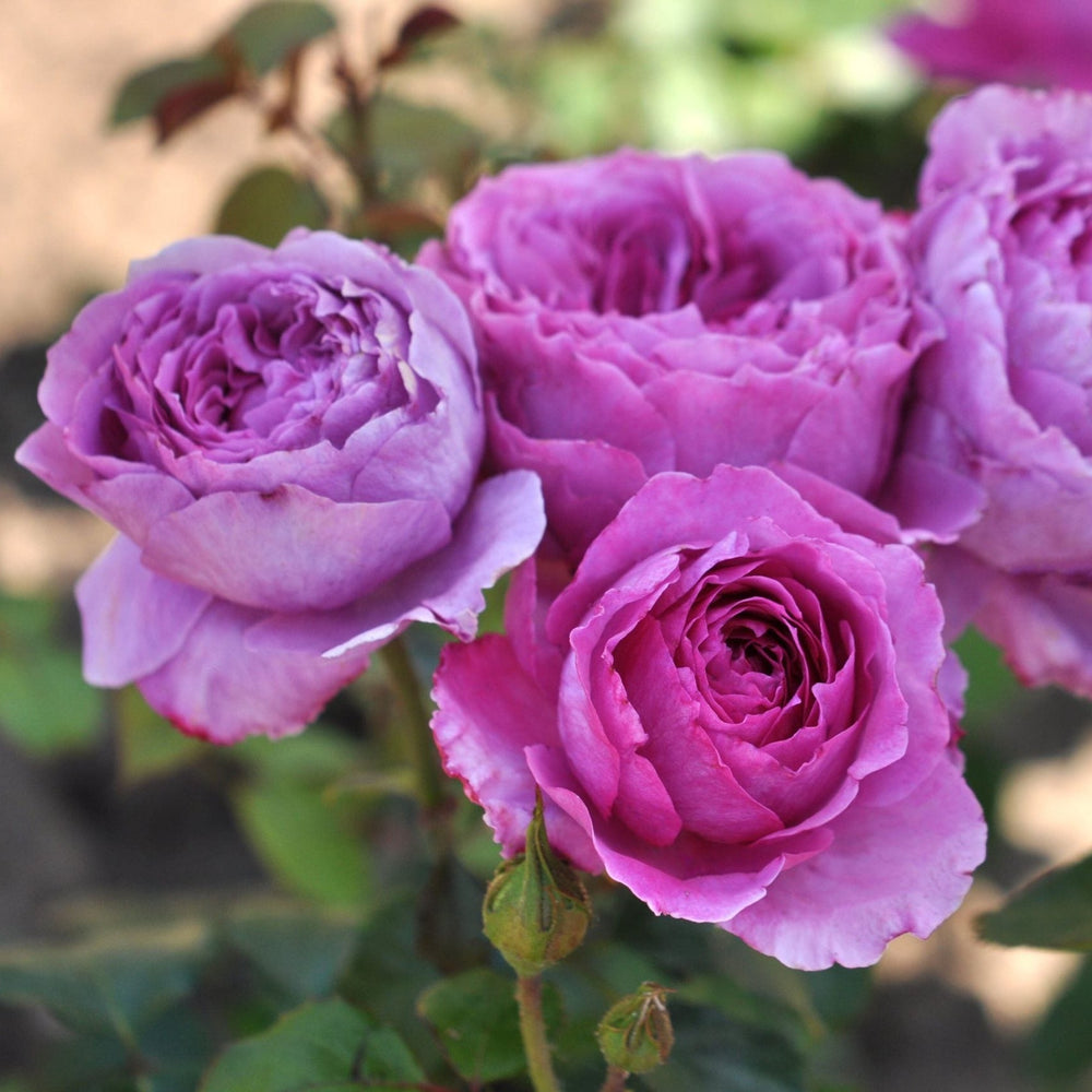 Eetbare roos - Adore Aroma - Belle Epoque