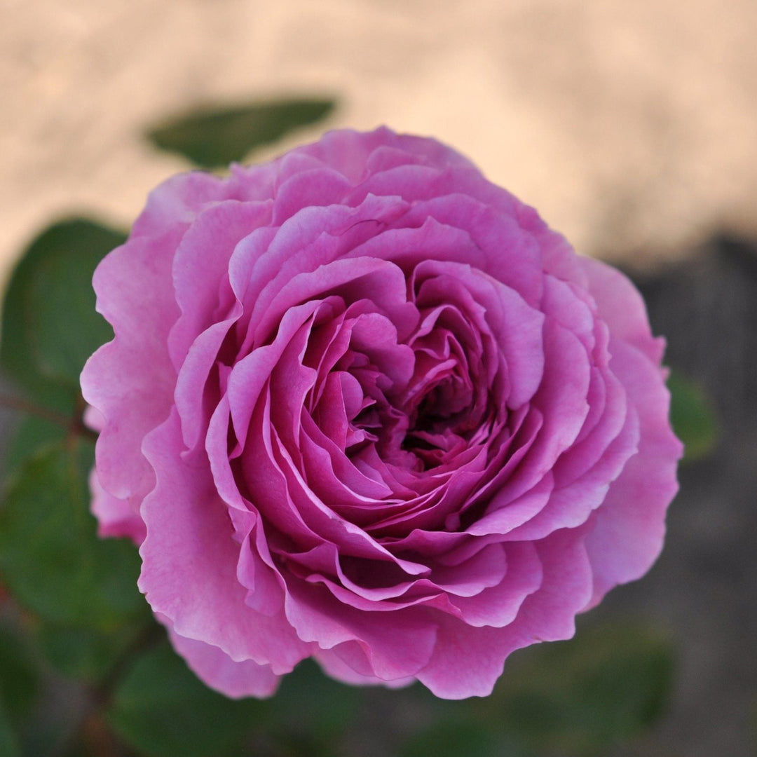 Eetbare roos - Adore Aroma - Belle Epoque