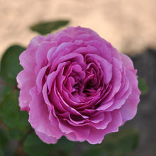 Eetbare roos - Adore Aroma - Belle Epoque