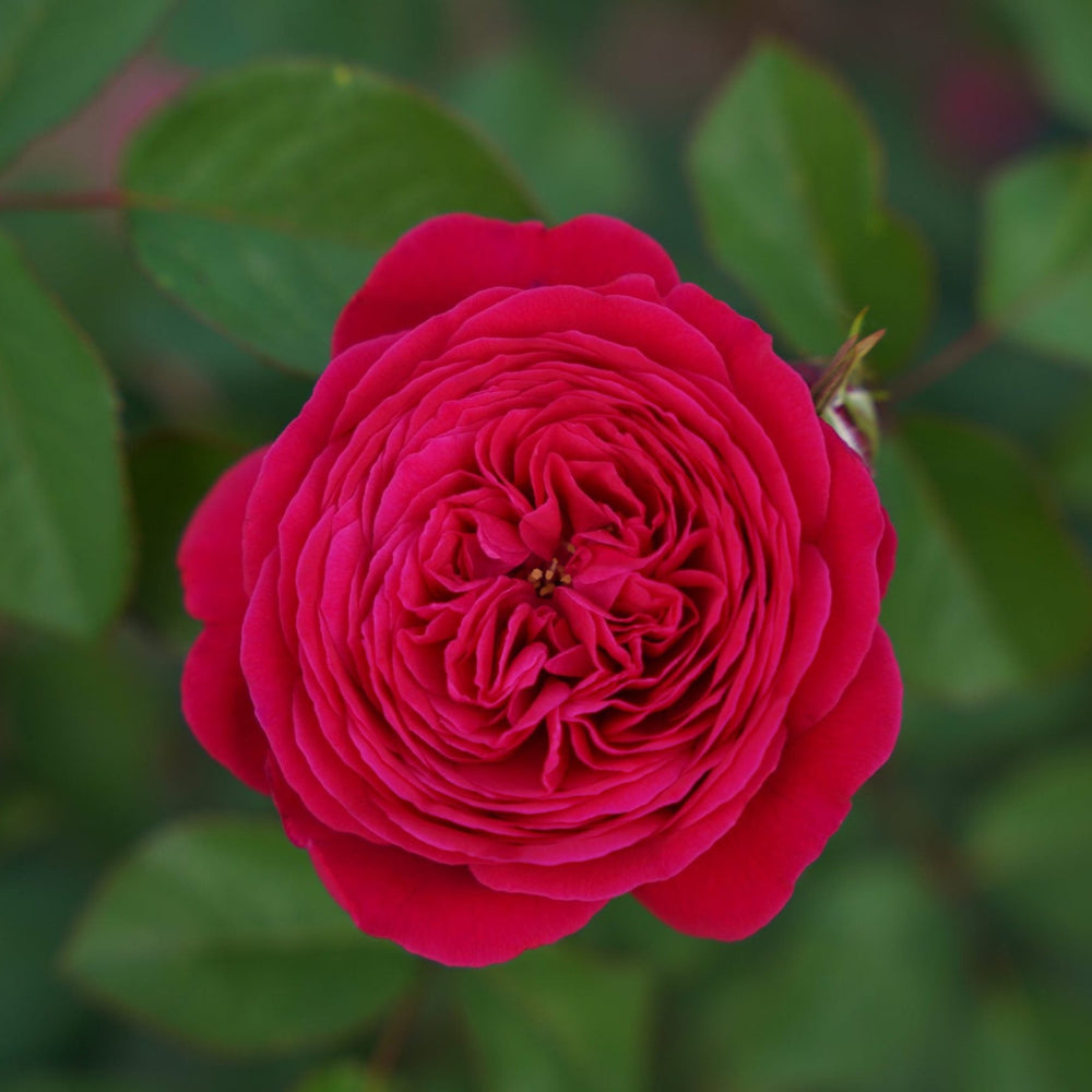 Eetbare roos - Andre Rieu - Belle Epoque