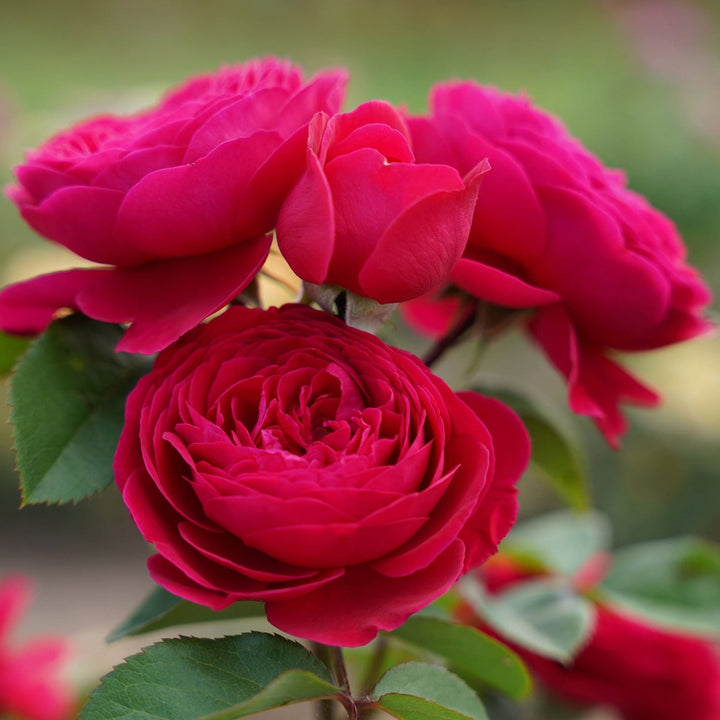 Eetbare roos - Andre Rieu - Belle Epoque