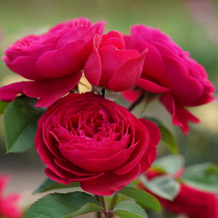 Strongly Fragrant Roses Edible Rose Andre Rieu · Belle Époque · Fragrant & Strong – Belle Epoque